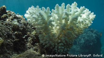 Branqueamento já dizima parte dos recifes de coral do planeta