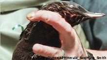 Australien Phillip Island Zwergpinguin im «Pullover» aus Wolle