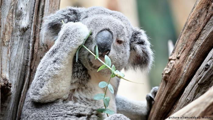 Koala eating eucalyptus 
