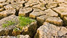 Dürre trockene Erde Gras Klimawandel
