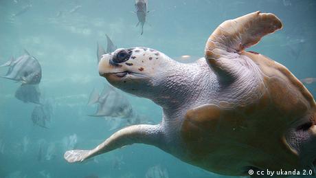 Loggerhead sea turtle swimming in the Mediterranean (cc by ukanda 2.0)