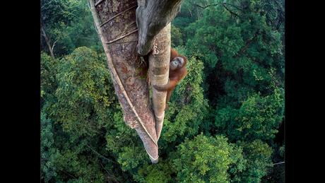 Orangután trepando un árbol.