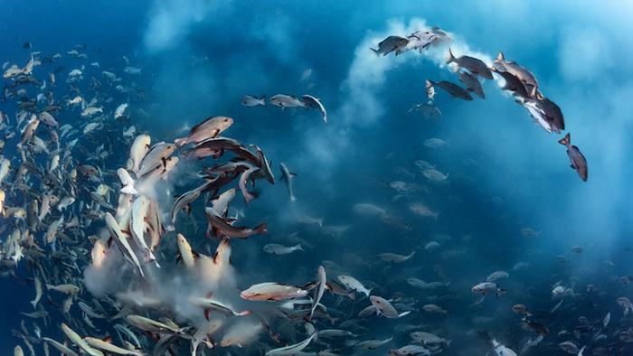A swirling school of fish in the Pacific Ocean