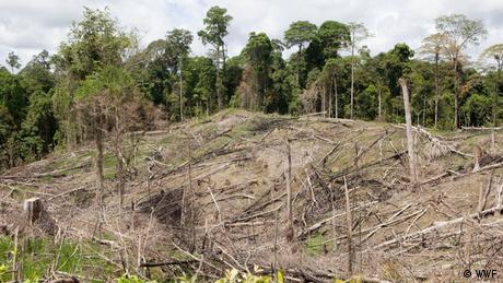 Indonesien Ost-Kalimantan, Regenwald-Abholzung (WWF)