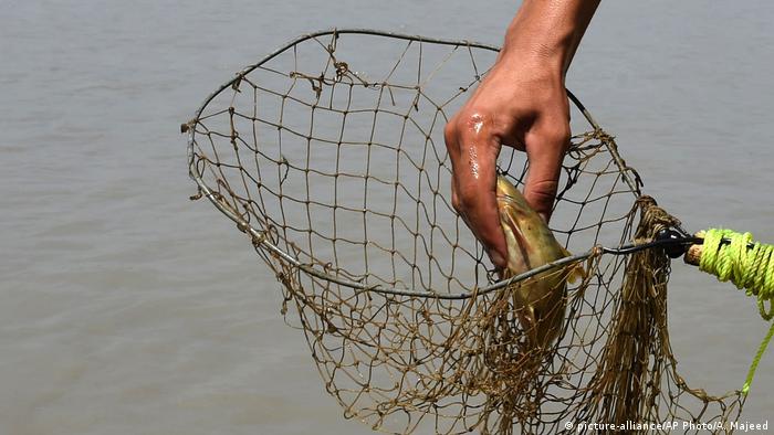Pakistan Fischen mit Elektrizität (picture-alliance/AP Photo/A. Majeed)