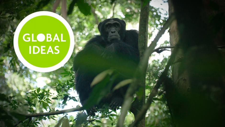 Ngamba: isla santuario de chimpancés en Uganda - Deutsche Welle