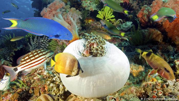 Colorful reef fish among coral (picture-alliance/blickwinkel)