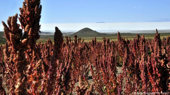  Pflanze Quinoa (Getty Images/AFP/A. Raldes)