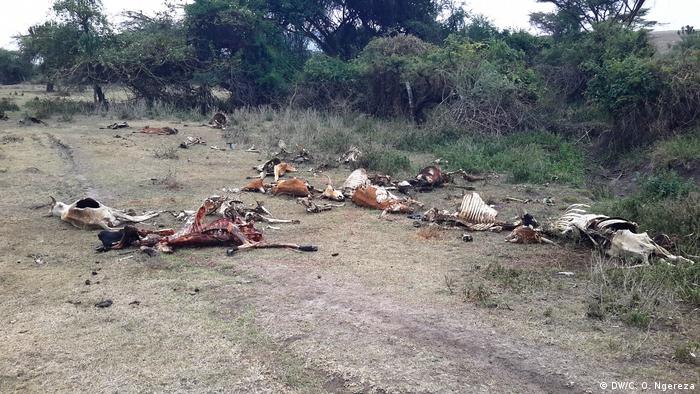 Dead cattle from drought