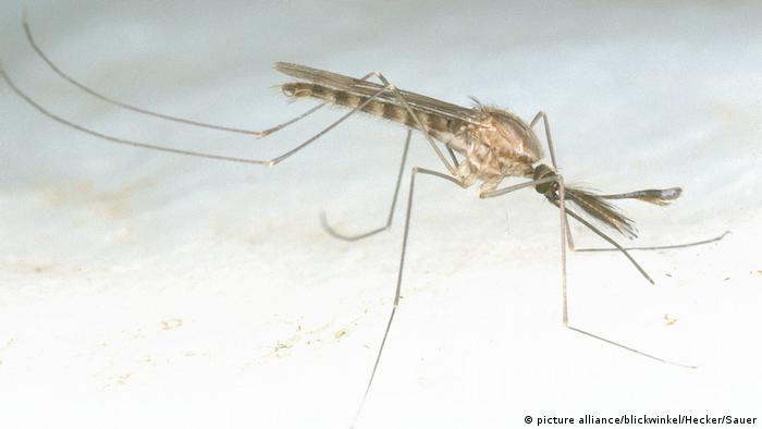 Malaria Mücke (picture alliance/blickwinkel/Hecker/Sauer)