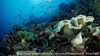 Barrera de coral en Indonesia.