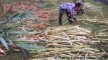 Sugarcane harvesting on a family-scale farm in Maui – Hawaii
