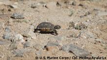 Little desert tortoise