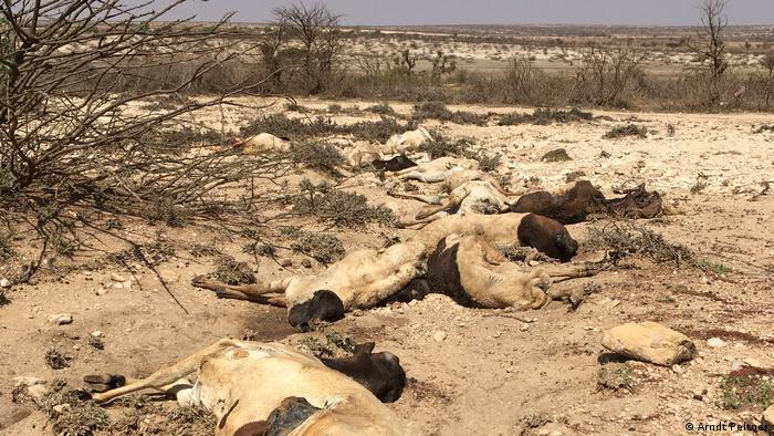 Dead goats in drought-stricken Somaliland (photo: Arndt Peltner)