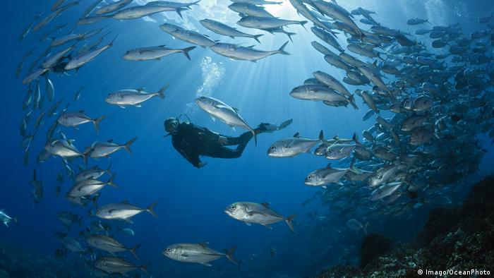 A diver surrounded by fish (Imago/OceanPhoto)