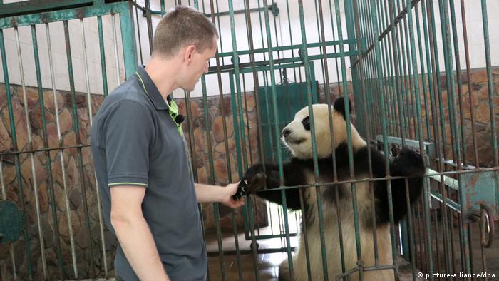 China Pandas für den Berliner Zoo (picture-alliance/dpa)