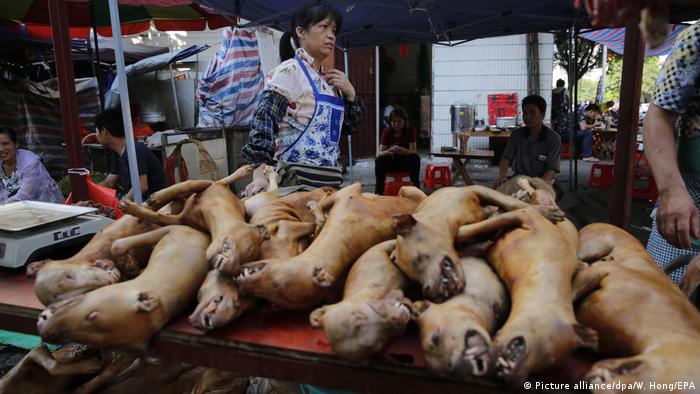 Demo gegen Dog-Meat-Festival (Picture alliance/dpa/W. Hong/EPA)