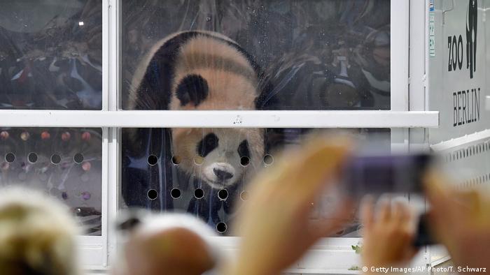Deutschland | Pandas Meng Meng und Jiao Qing landen in Berlin (Getty Images/AP Photo/T. Schwarz)