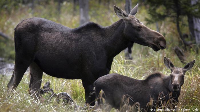 Moose with calf (photo alliance / AP photo / J. Cole)