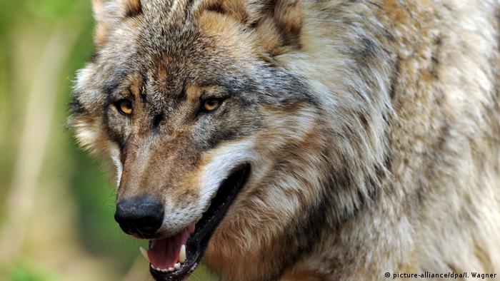 Wolf (picture-alliance/dpa/I. Wagner)