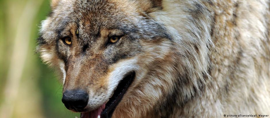 Após um período de extinção de 150 anos, primeiros filhotes de lobo nasceram na natureza na Alemanha no ano 2000
