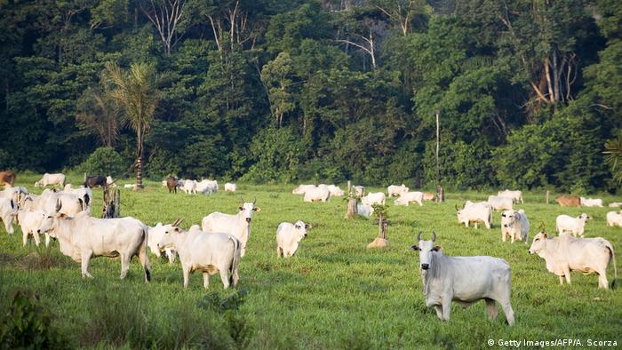 Criação ilegal de gado na Floresta do Jamanxim, Pará: tramita no Congresso projeto para reduzir proteção