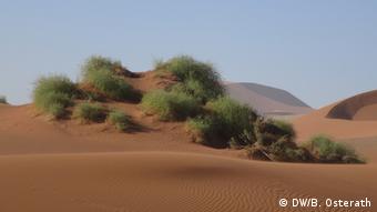 Nara-Pflanze in der Namib-Wüste (DW/B. Osterath)