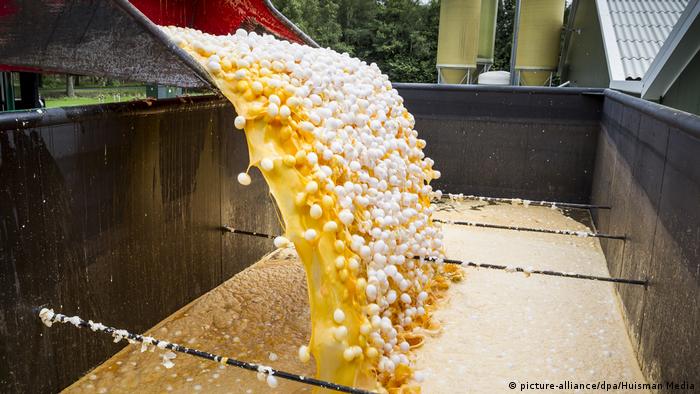Hollanda'da fipronil tespit edilen yumurtalar imha ediliyor 