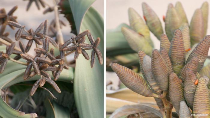 Welwitschia mirabilis, male plant (on the left) and female plant (on the right)