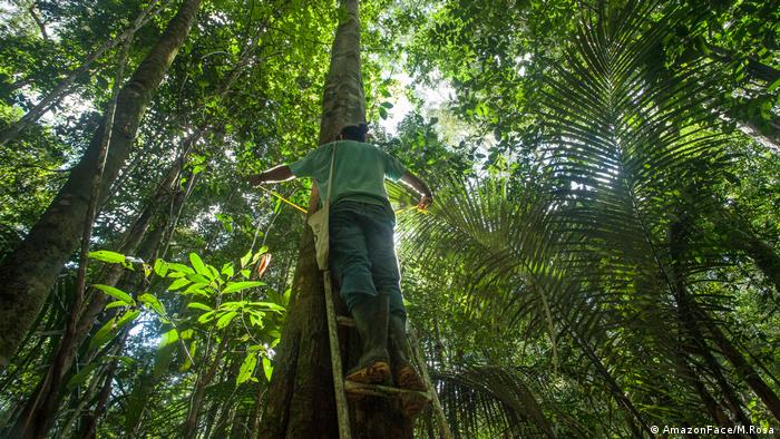 Doutorando mede tronco de árvore na Amazônia para o projeto AmazonFace