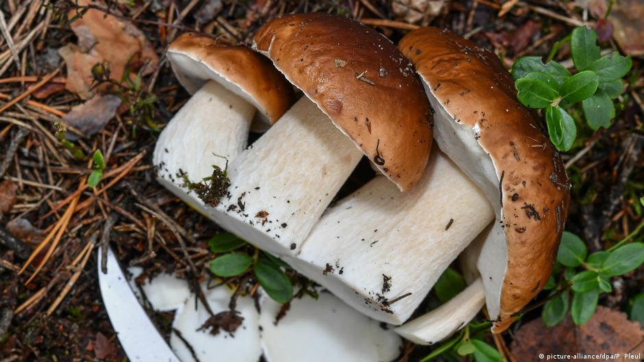 Белые грибы в Бранденбурге