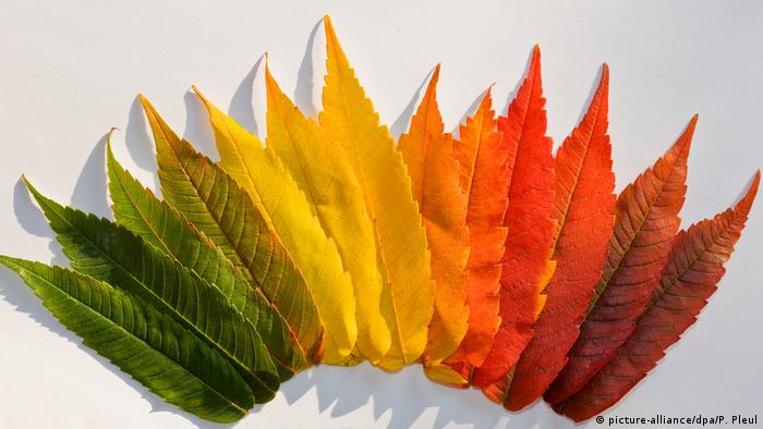 Χρωματισμένα φύλλα του φθινοπώρου (εικόνα-συμμαχία / dpa / P Pleul)