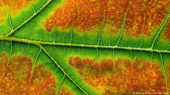 Χρωματισμένα φύλλα του φθινοπώρου (εικόνα-συμμαχία / dpa / P Pleul)