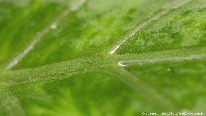 Πράσινο φύλλο κοντά (εικόνα-συμμαχία / PhotoAlto / Μ. Κωνσταντίνος)