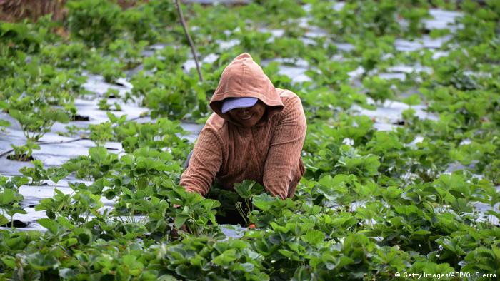 Honduras Frauen und Landwirtschaft (Getty Images/AFP/O. Sierra)
