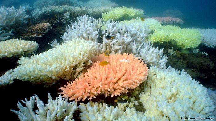 Korallen Great Barrier Reef (picture-alliance/dpa)