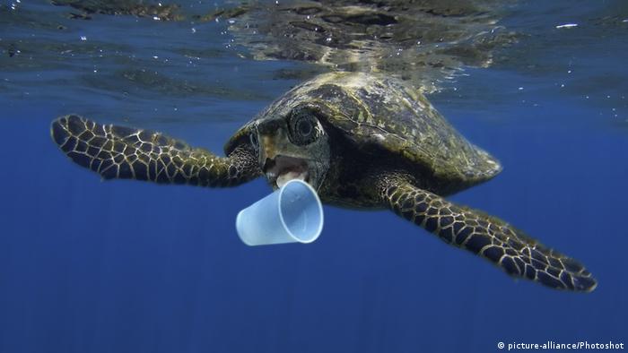 Animais marinhos como esta tartaruga muitas vezes ingerem lixo plÃ¡stico