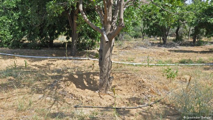 A hose runs along the ground to drip irrigate the desert fruit trees (Jasvinder Sehgal)