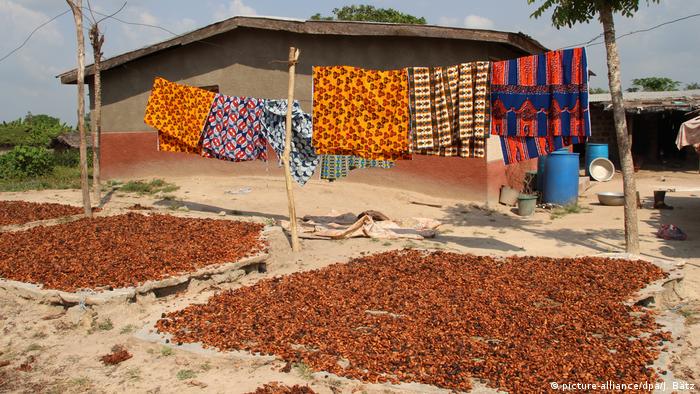 Пътят на какаовите зърна до шоколадовия бонбон е дълъг. След като бъде прибрана реколтата, зърното трябва най-напред да се изсуши. След това то се опакова и товари на корабите. Хранително-вкусовият концерн Nestle закупува годишно близо 47 000 тона какаови зърна от плантажи, в които не работят деца.