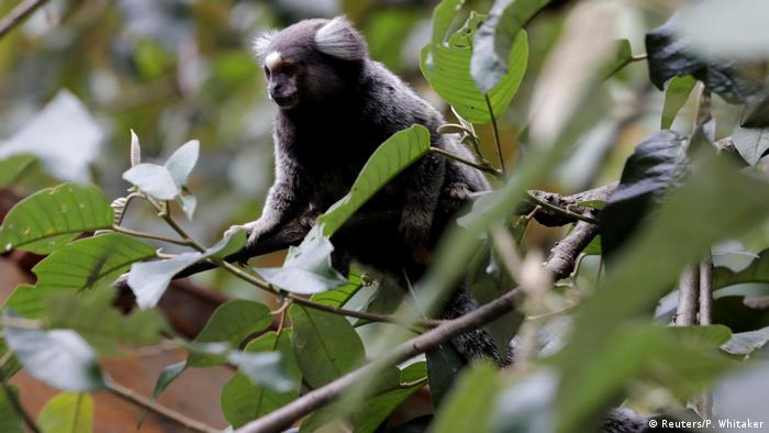 A primate in Brazil (Reuters / P. Whitaker)