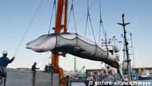 Japan Walfang Minkwal wird verladen