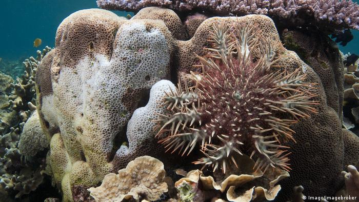 Australien Dornenkronenseestern im Great Barrier Reef (Imago/imagebroker)