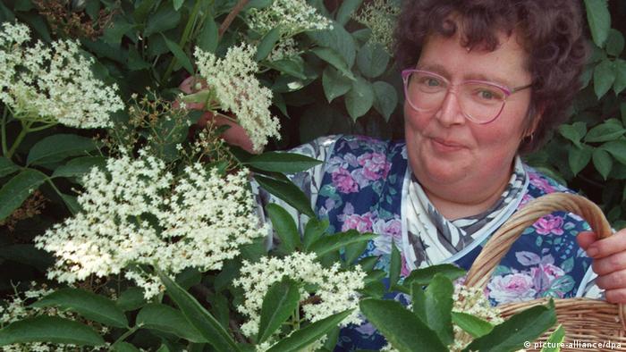 A woman collecting elderflowers (picture-alliance/dpa)