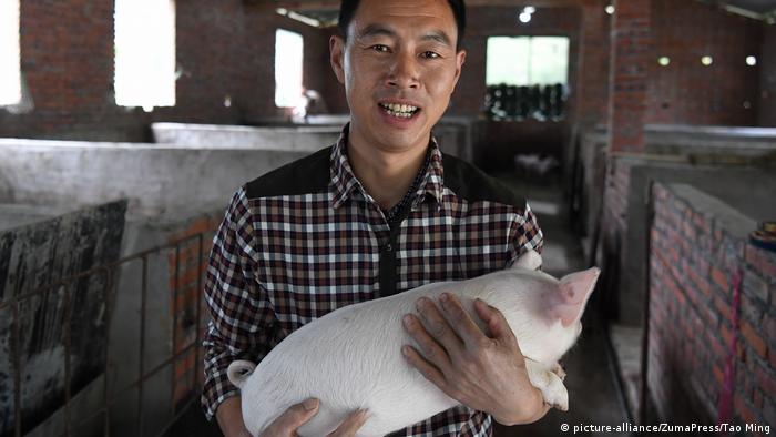 China Schweinezucht (picture-alliance/ZumaPress/Tao Ming)