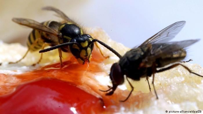 A fly and a wasp feeding on a bread (picture-alliance/dpa/ZB)