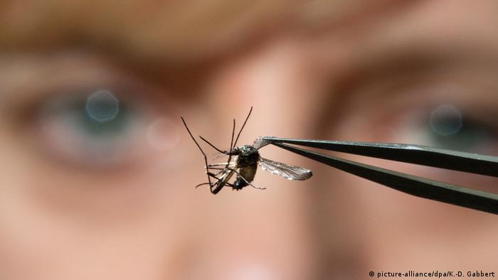 A researcher holds a mosquito with tweezers (picture-alliance/dpa/K.-D. Gabbert)