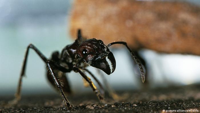 La picadura de la hormiga gigante tropical atormenta a sus víctimas hasta por 24 horas. (picture-alliance/Wildlife)