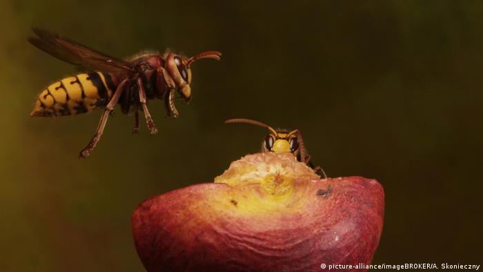 Wasps feed on an apple (picture-alliance/imageBROKER/A. Skonieczny)