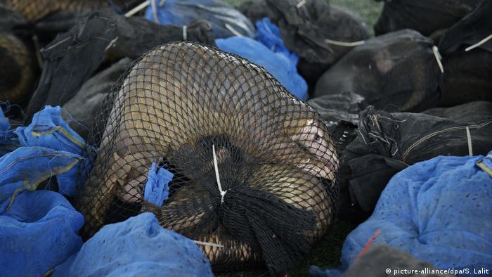 Wildlife Conservation Research - A pangolin tied up in a mesh net in a pile of illegally trafficked wildlife. 