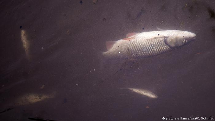 dead fish swimming in a river (picture-alliance/dpa/C. Schmidt)